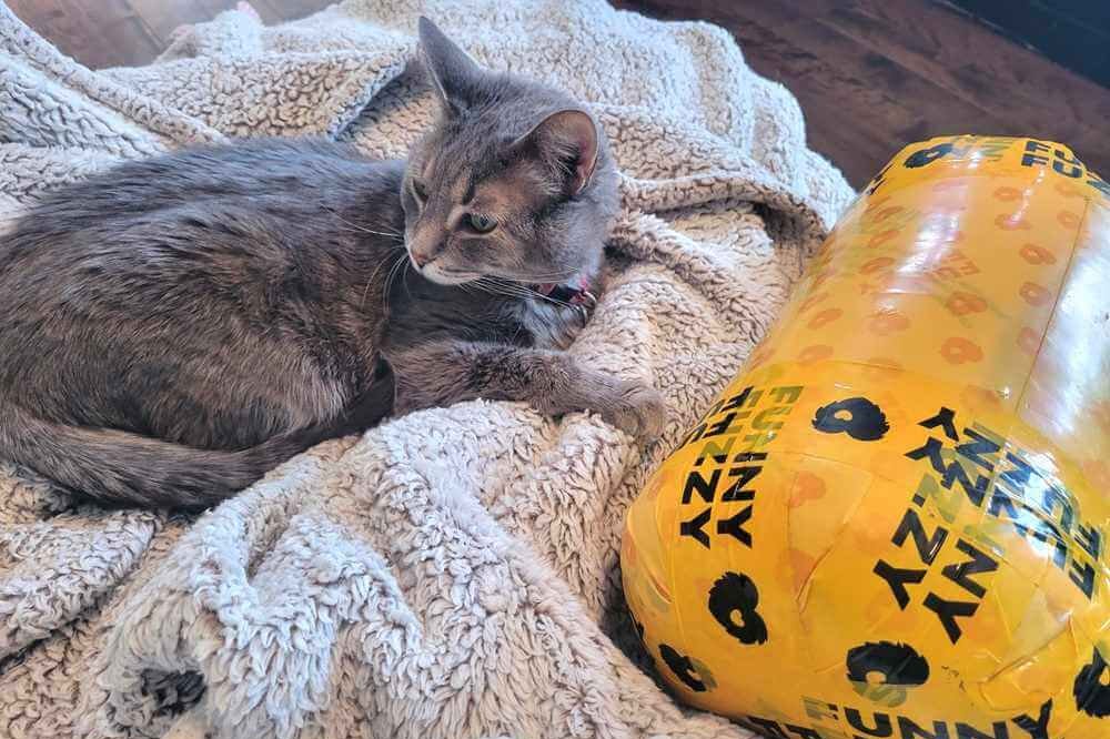 Grey tabby cat has received a cylindrical yellow package from FunnyFuzzy.