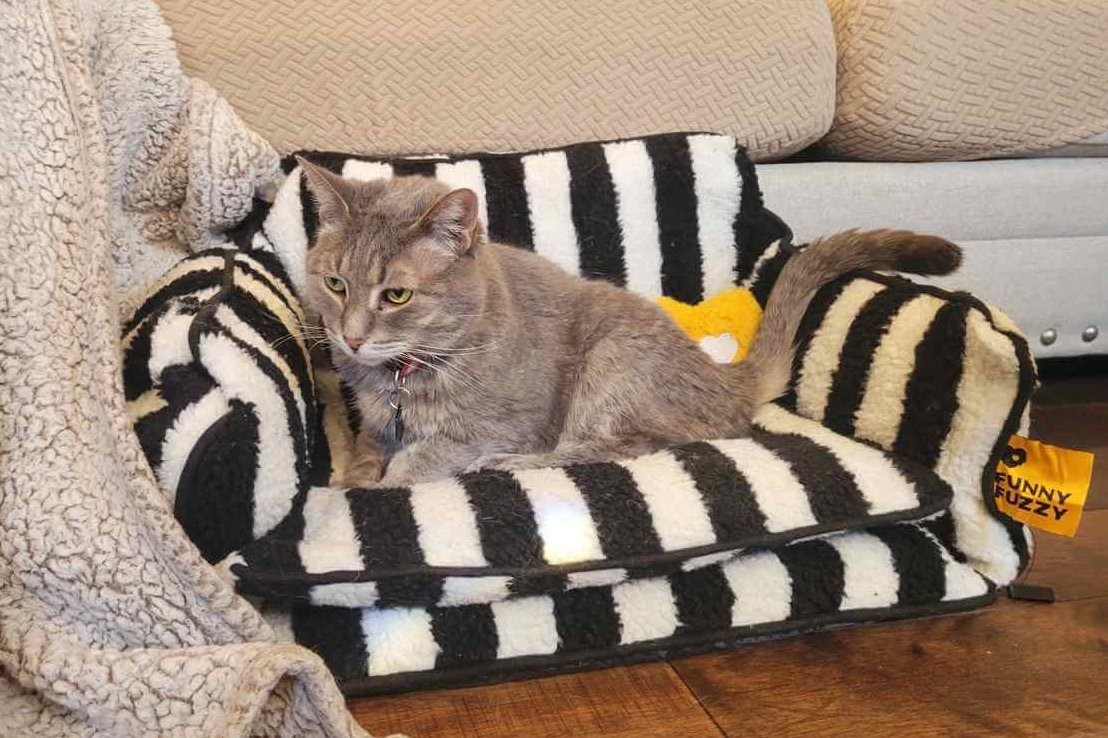 Grey tabby cat curled up in the black and white FunnyFuzzy cat couch.