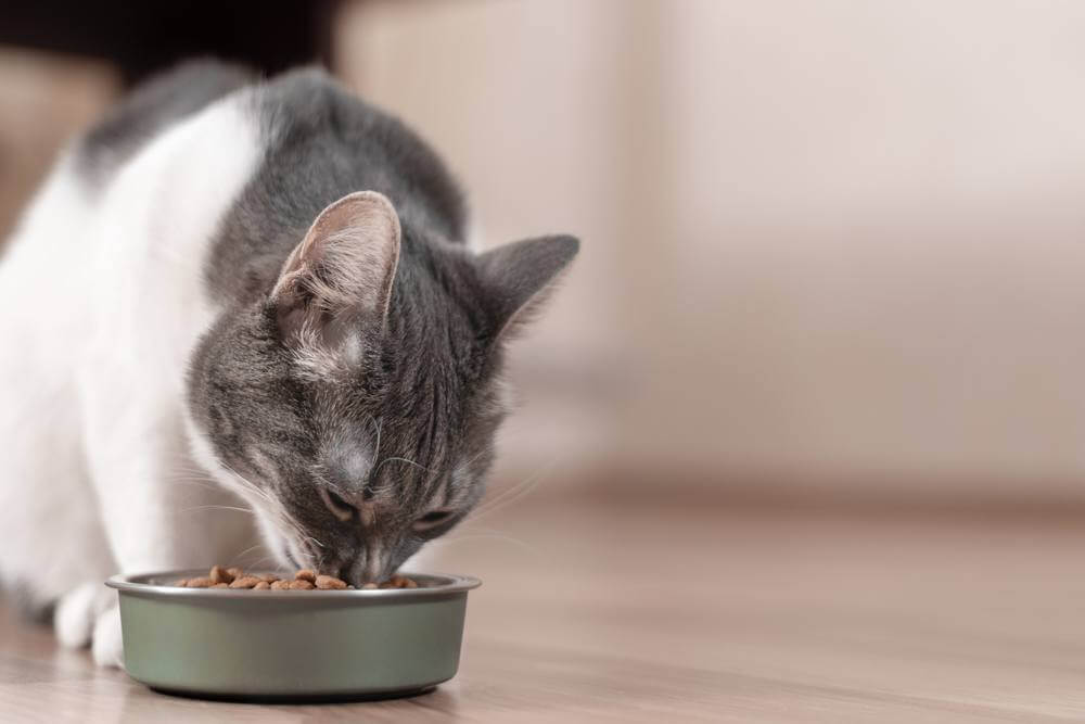 El gato gris y blanco come comida seca de un cuenco