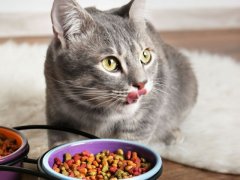 Grey tabby cat in foreground licking chops behind two bowls of colorful dry food.