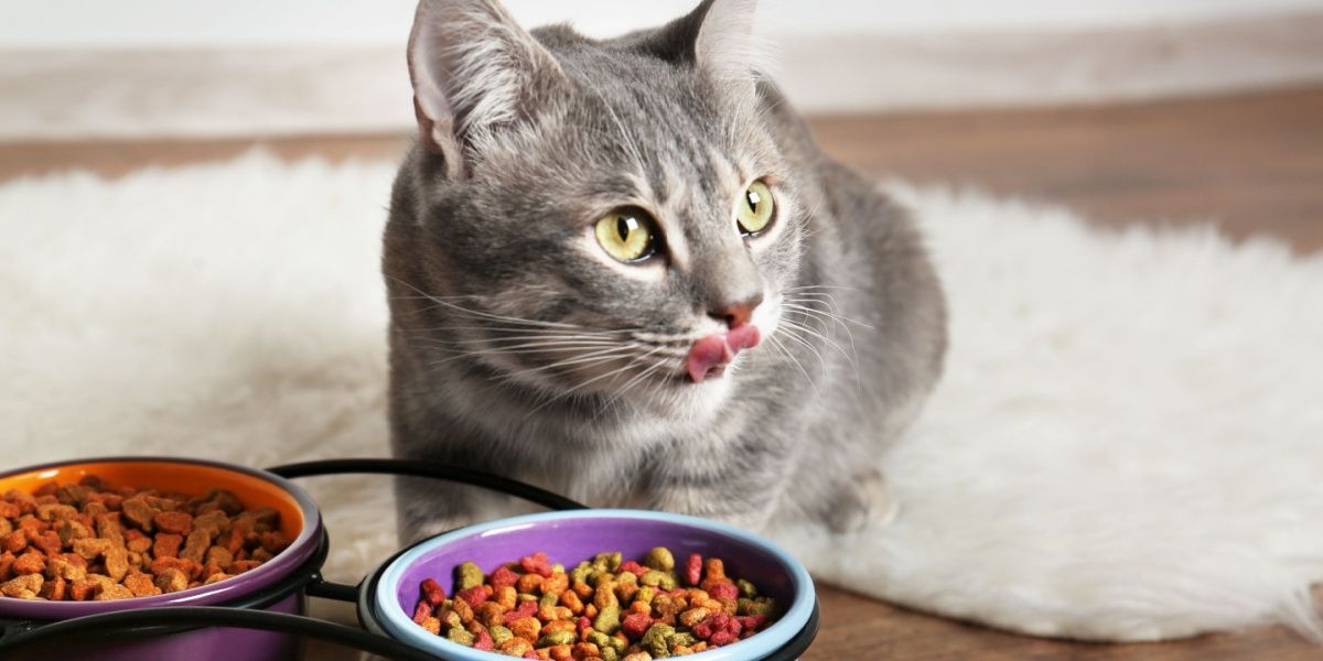 Grey tabby cat in foreground licking chops behind two bowls of colorful dry food.