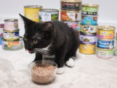 cat eating wet cat food
