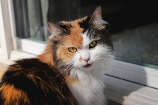 Why Is My Cat Growling? 7 Reasons You Should Know
