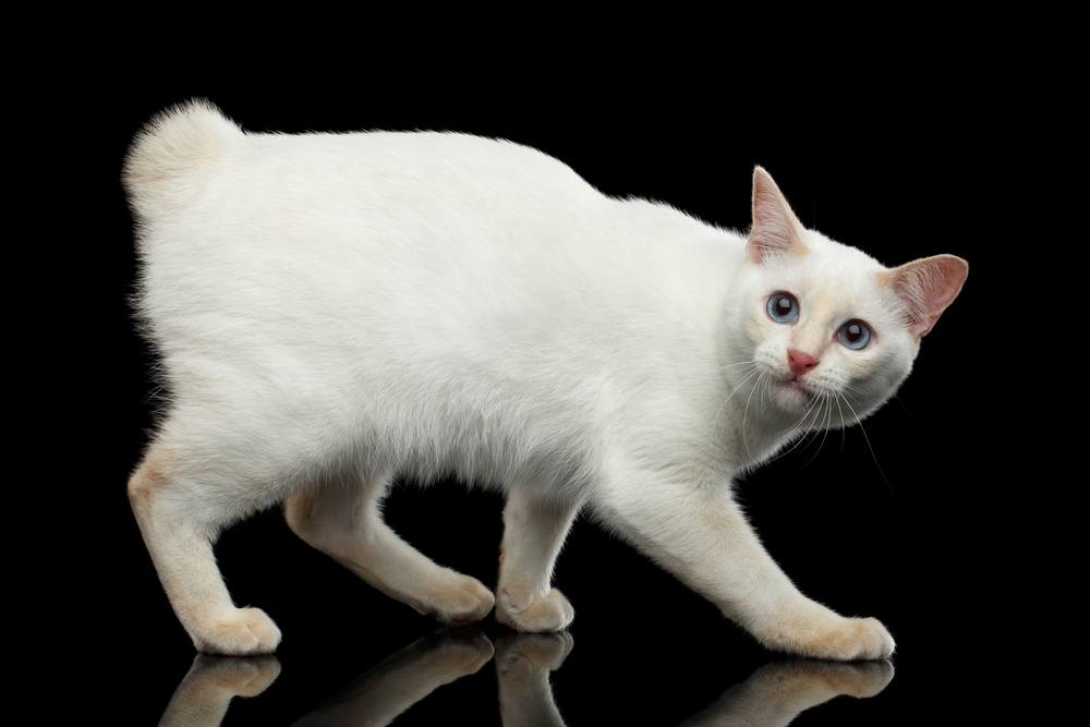 Mekong Bobtail without tail, Walking and Looking up, Isolated Black Background, Color-point White Fur