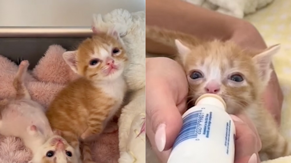 Otter may have little legs, but he’s got a big heart! / Baby Kitten Rescue