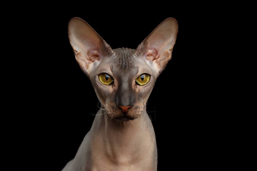 Portrait of Peterbald naked Cat Looking in camera with magic Yellow eyes on isolated black background