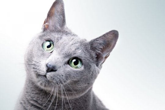 10 Popular and Rare Russian Cat Breeds