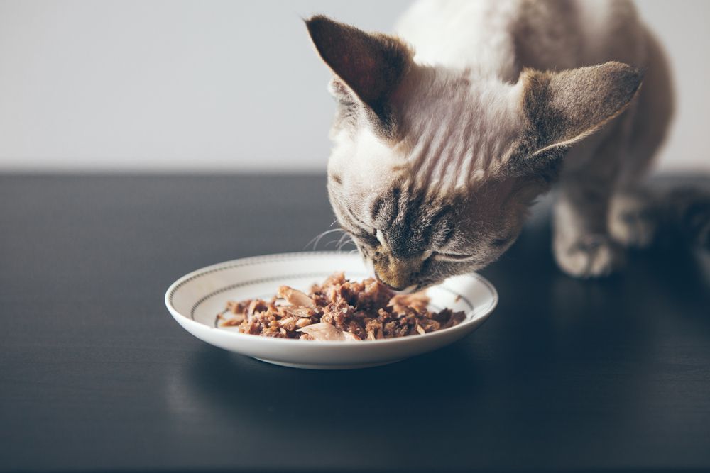 Short haired cat in foreground eating wet food from a small bowl.