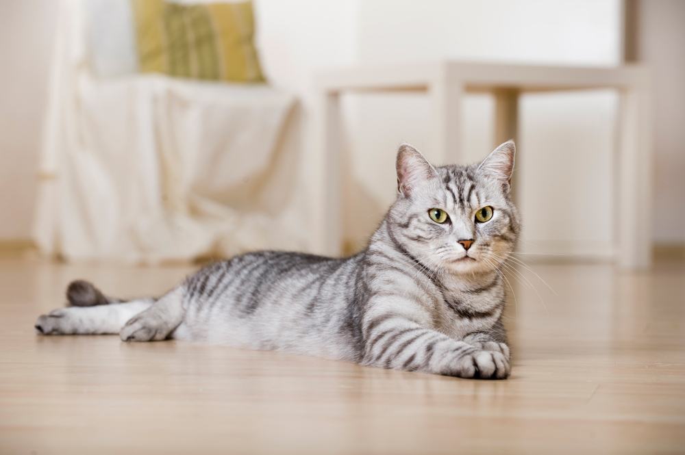 Silver tabby cat in a living room