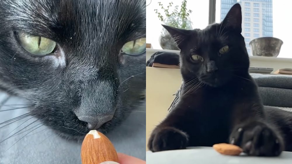 So many almonds, so little time! / Instagram: Ari_the_Panther