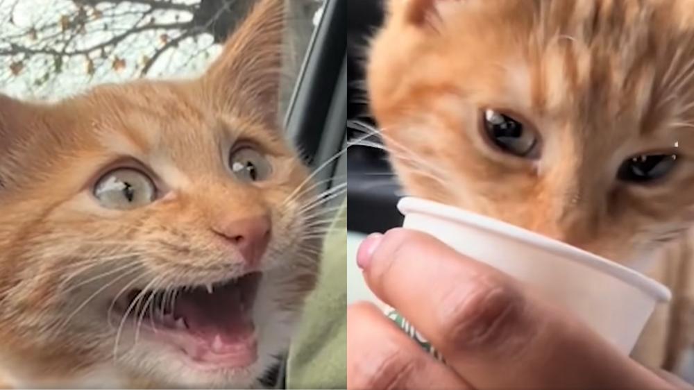Sophia said they don’t give Seven a full pup cup. That’s too much! / Seven the Orange Kitten