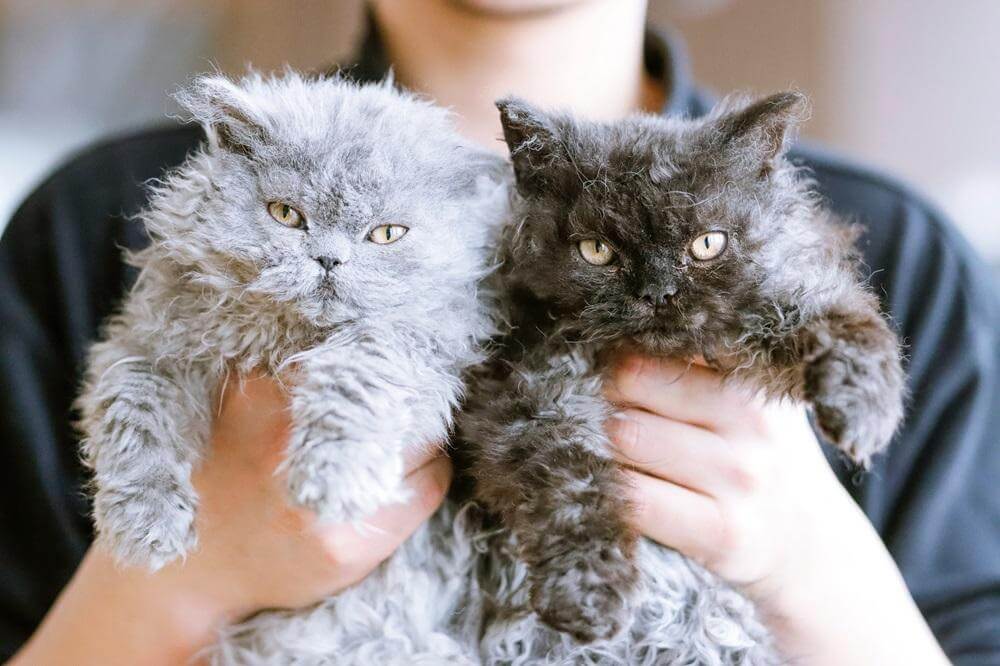 Persona sosteniendo dos gatitos Selkirk Rex: uno gris claro y otro gris oscuro.