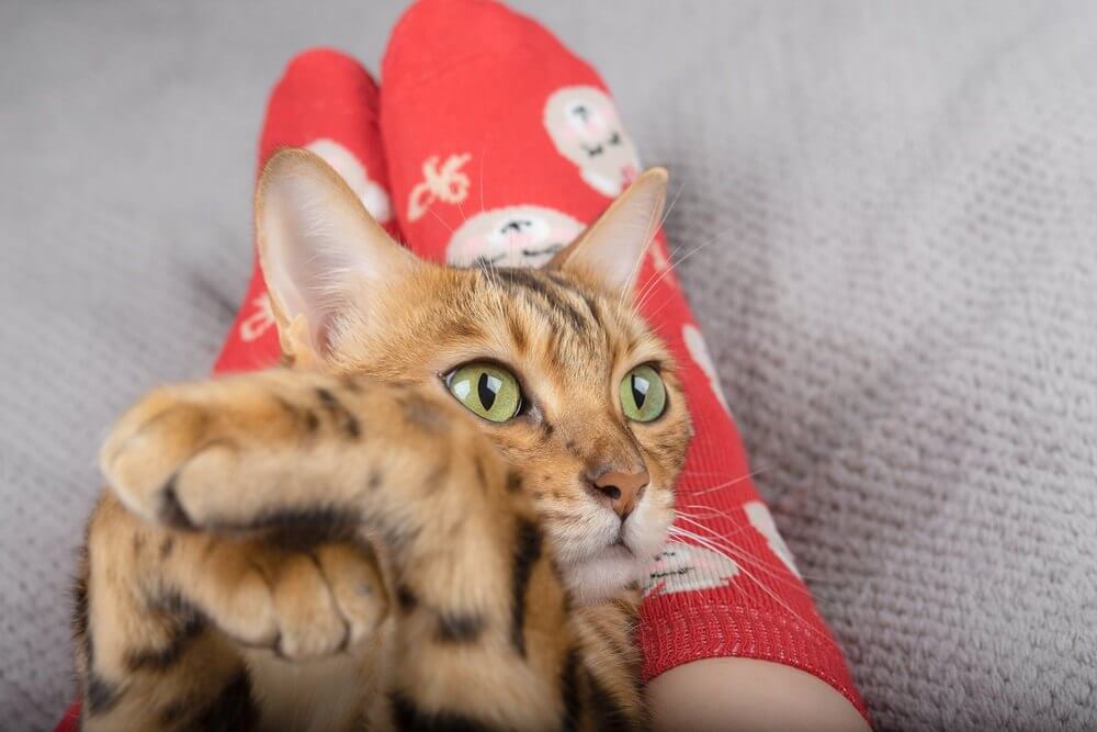 The domestic cat lies on the owner's legs and looks to the side with its paws crossed.