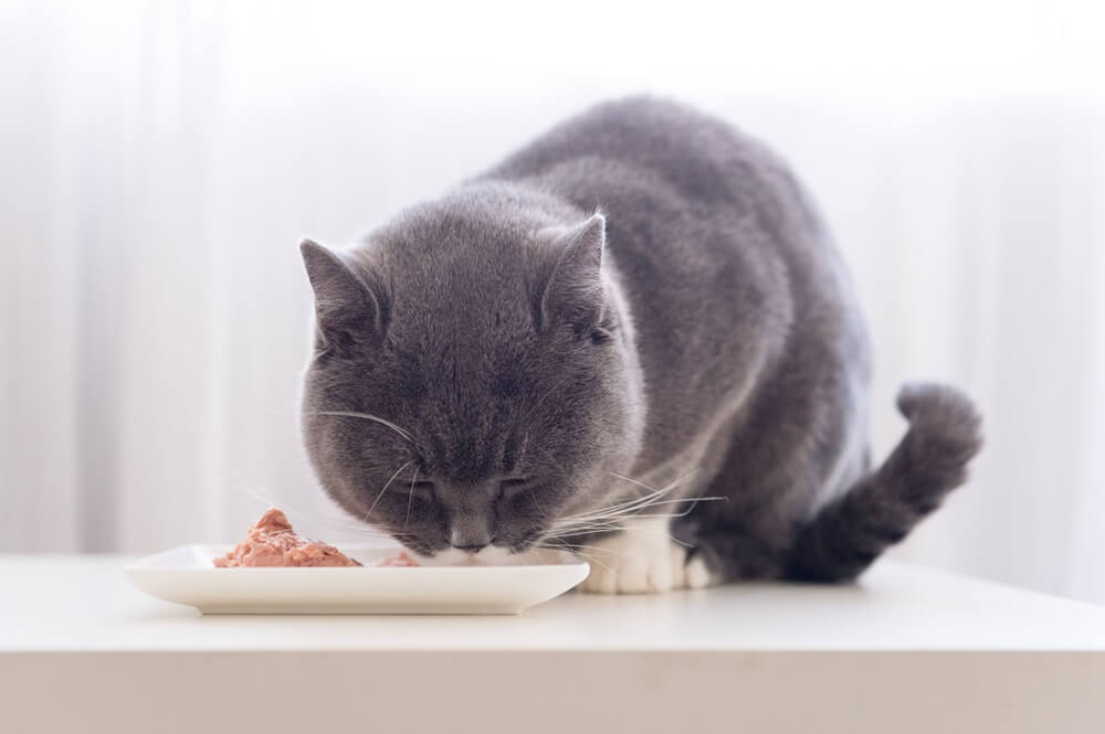 Grey shorthair cat eats wet food from a dish.