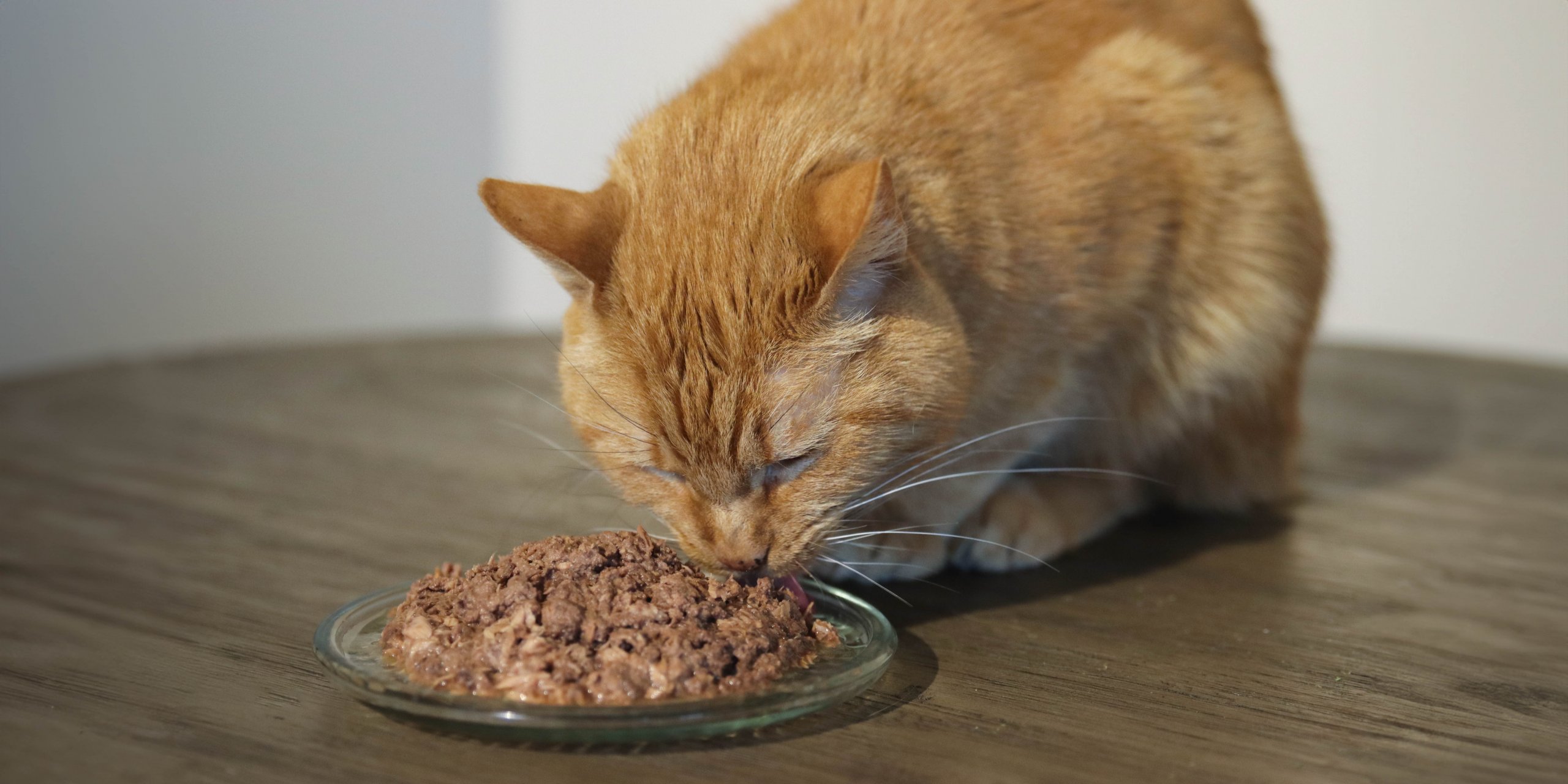 Orange cat eating cat food off a plate on a wooden table.