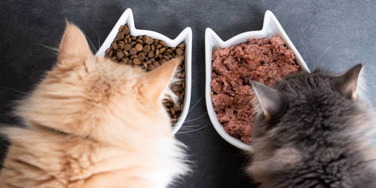 Vista superior de dos gatos comiendo de cuencos de cerámica, uno de comida húmeda y otro de comida seca.