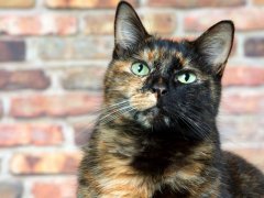 Tortoiseshell cats with the tabby pattern as one of their colors are sometimes referred to as a torbie.