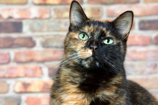 5 Facts About Torbie Cats You Probably Did Not Know