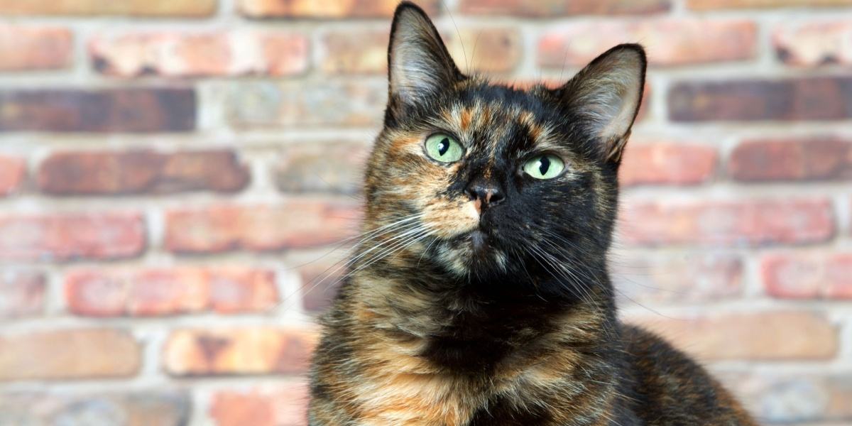 Los gatos de carey con el patrón atigrado como uno de sus colores a veces se llaman torbies.