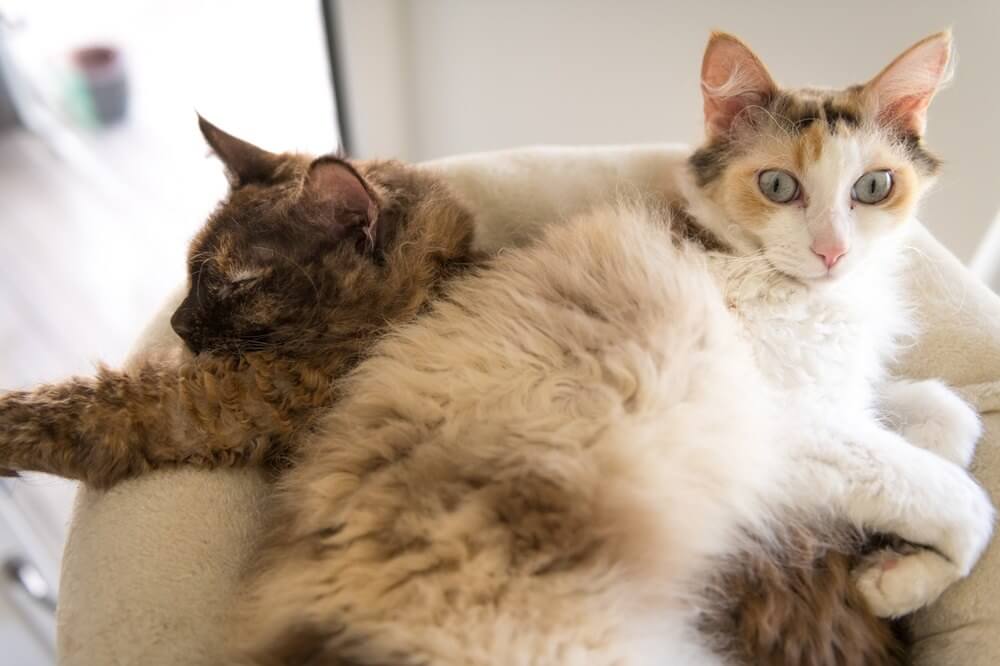 Dos peludos gatos LaPerm posaron juntos.