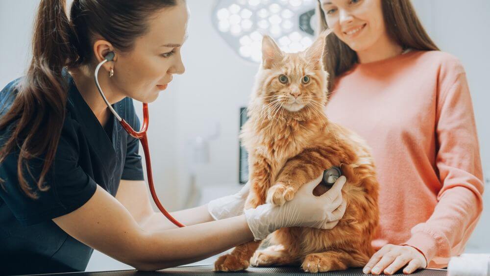 A female veterinarian is holding a stethoscope to a cat’s chest on an examination table while the cat’s owner is looking on from behind the cat.