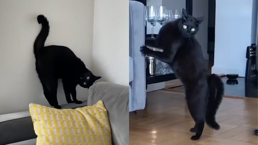 Watch out for Ari’s ninja kicks and fluffy crab walks! / Instagram: Ari_the_Panther