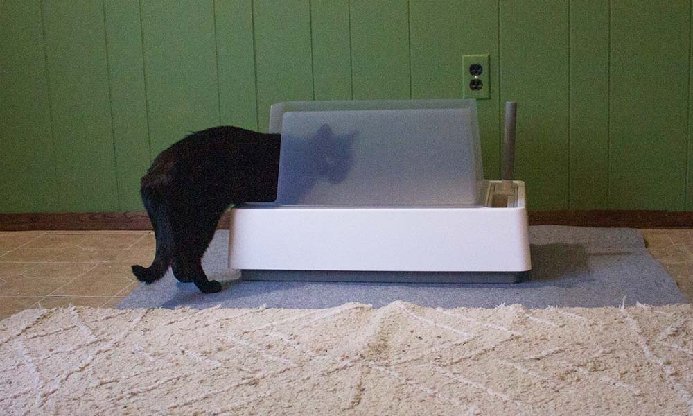 A black cat entering a litter box with high sides.