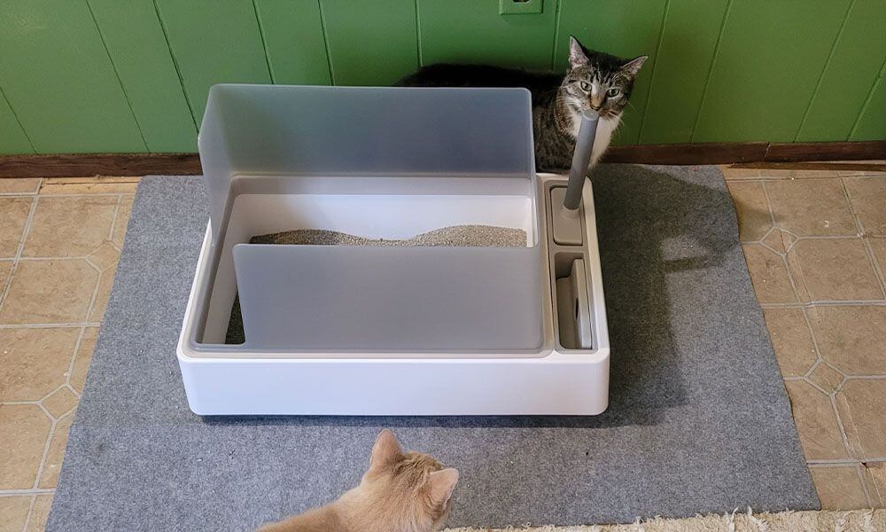 Two cats interacting with each other and a litter box.