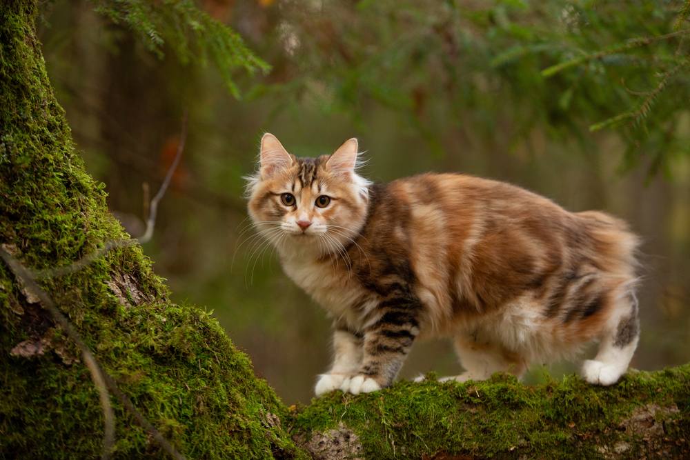 kurilian bobtail cat outdoor in forest