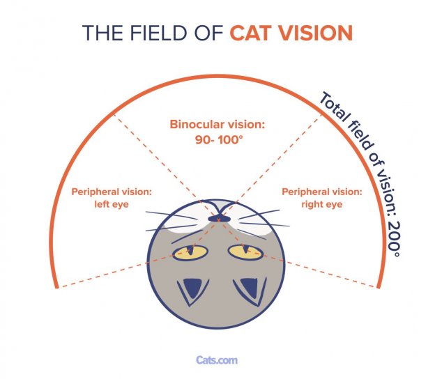 Why Do Cats Blink? (Cat Behaviorist Answers) - Cats.com
