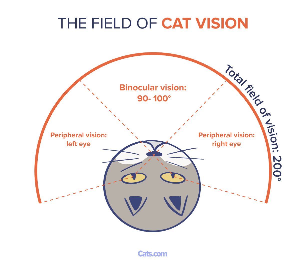 Field of Vision