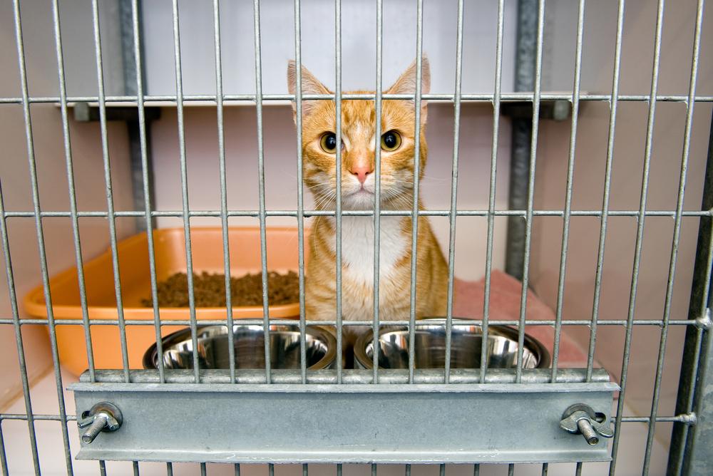 Un gato está en una jaula en un refugio de animales.