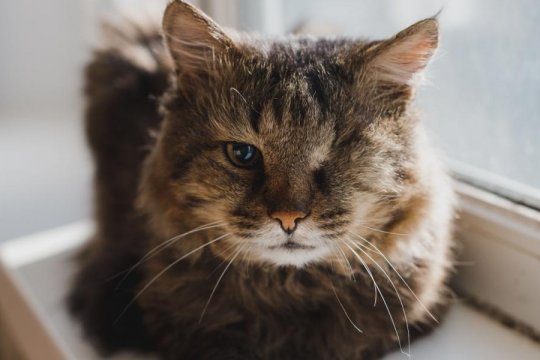 Eye Cancer in Cats: Causes, Symptoms, and Treatment