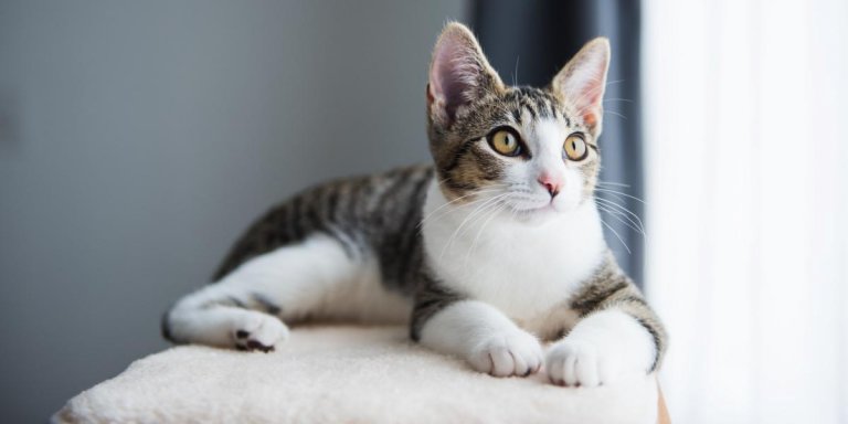 How Much Does It Cost To Adopt a Cat?