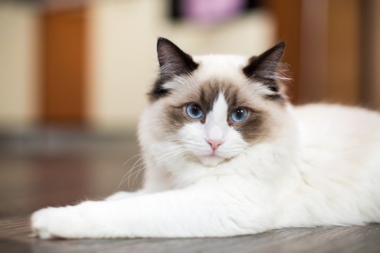 11 Calm Cat Breeds for Your Relaxed Lifestyle