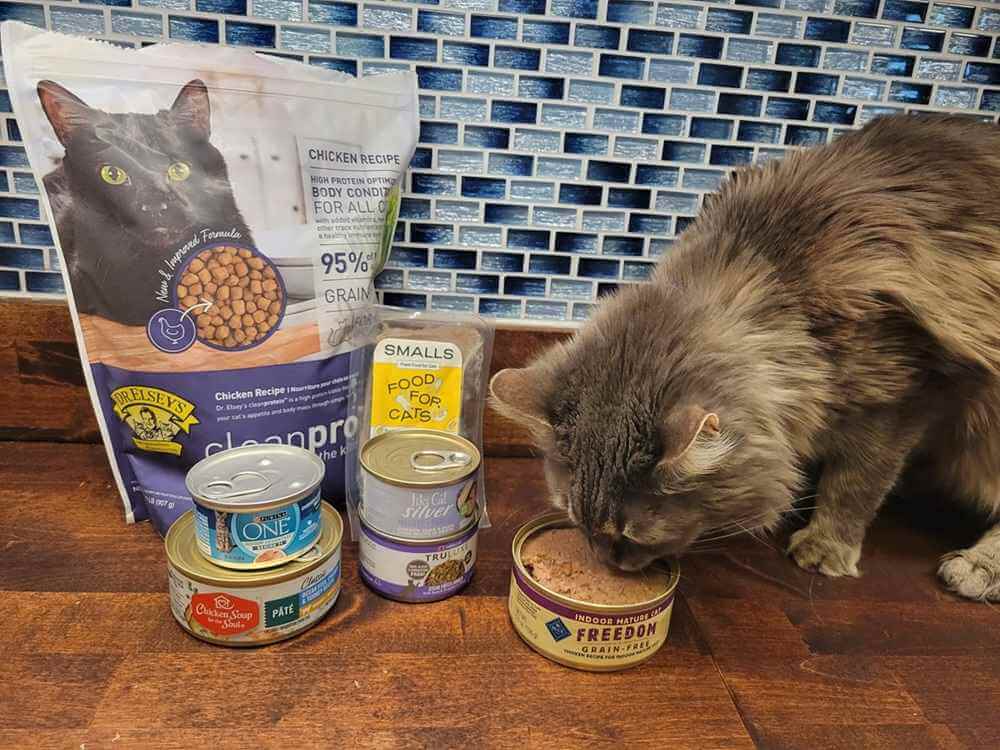 Best Cat Food for Senior Cats
