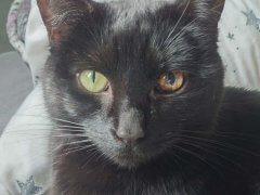 Black cat with melanoma in eye
