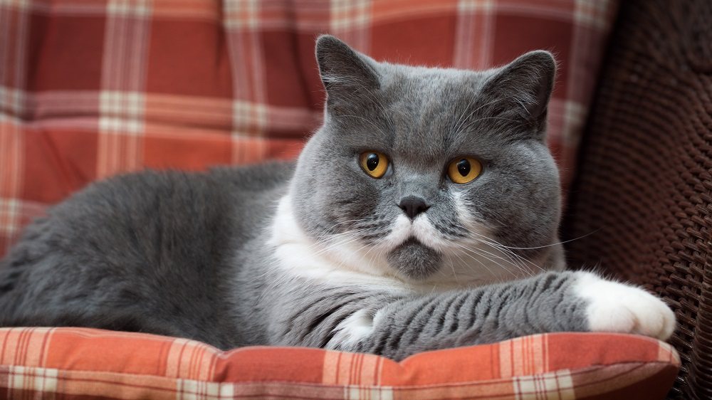 British Shorthair cat on the pillow.