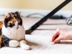 Cat with guilty face whilst female cleans carpet nearby