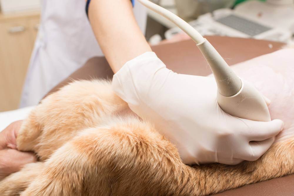 Cat having ultrasound scan of abdomen