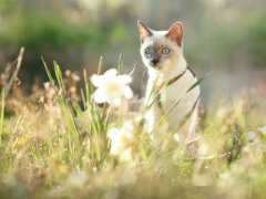 Cat-outside-in-grass-staring-at-white