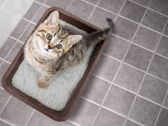 top view of a kitten sitting in a litter tray