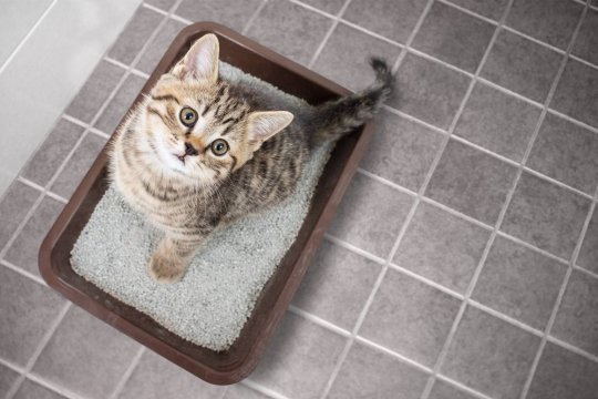 Why Does My Kitten Have Diarrhea? A Vet Explains
