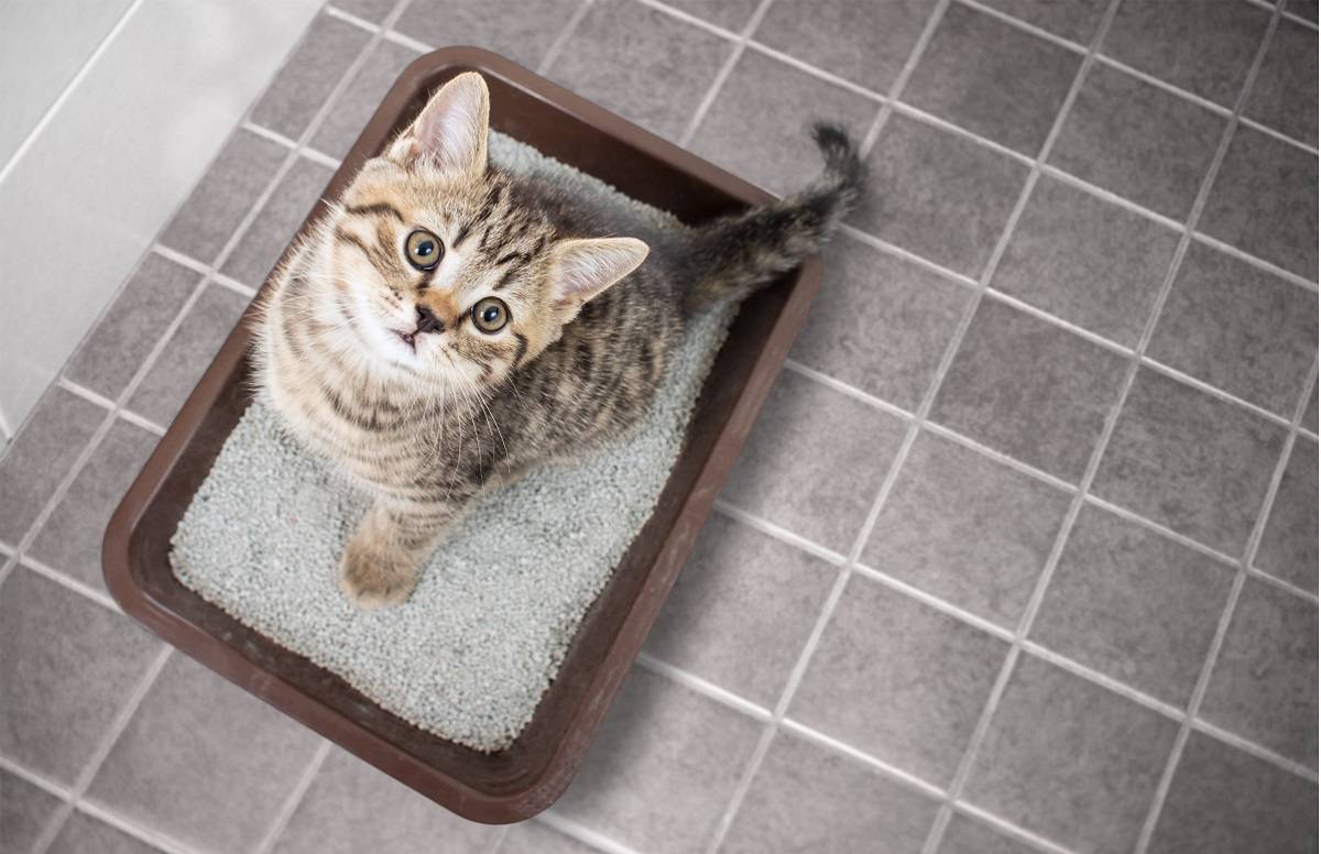 top view of a kitten sitting in a litter tray