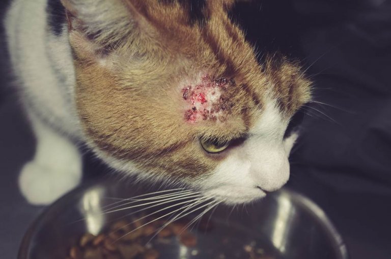 View of Flea Allergy Dermatitis in Cats: Causes, Symptoms, and Treatment - Cats.com