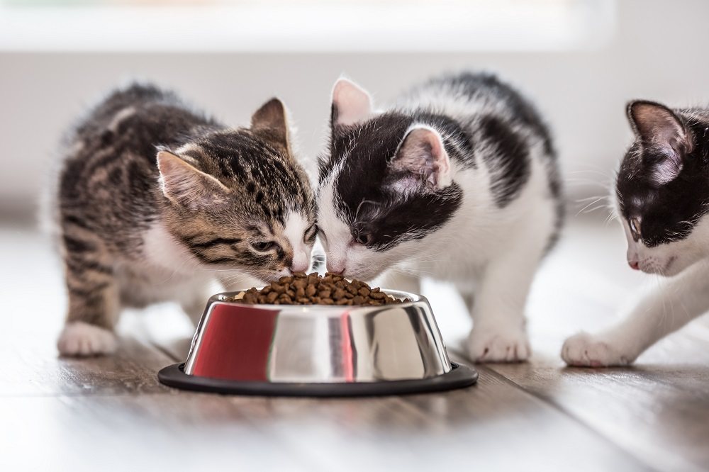 Three kittens eating dry kibble from bowl