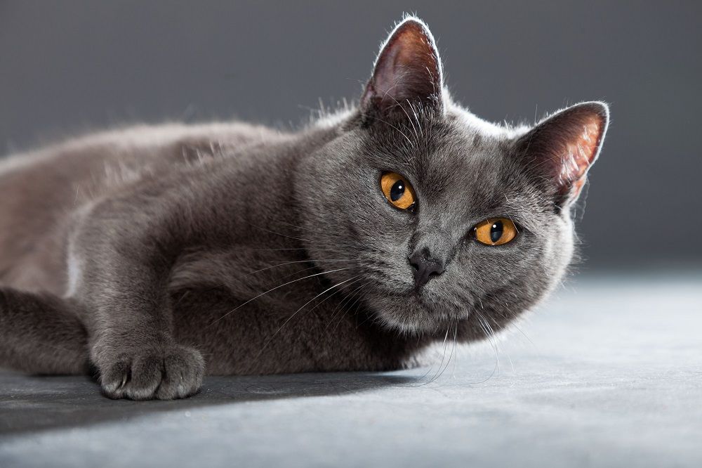 Grey Chartreux cat with yellow orange eyes isolated on grey background.