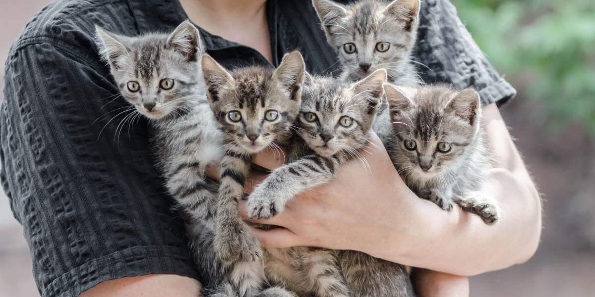 Person holding a bunch of kittens