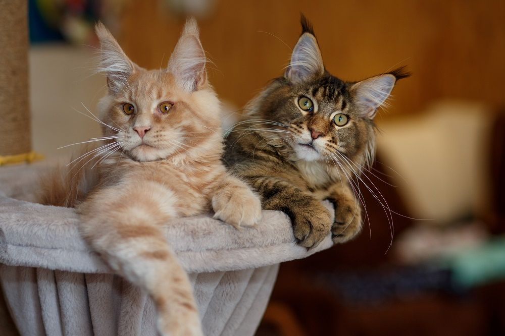 Portrait of two cute striped Maine Coon kittens red and gray lay on a play stand.