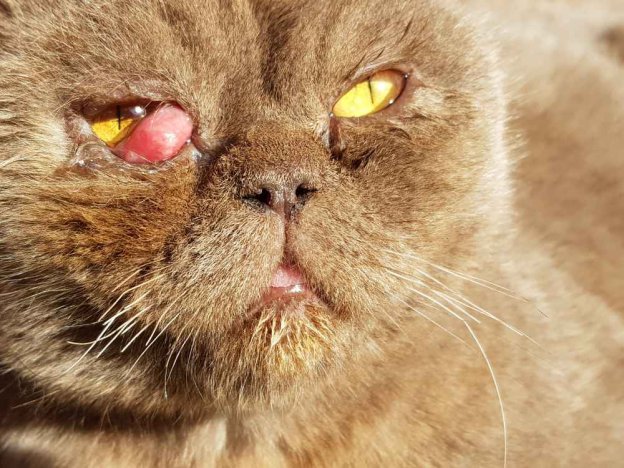 Eye Cancer in Cats: Causes, Symptoms, and Treatment - Cats.com